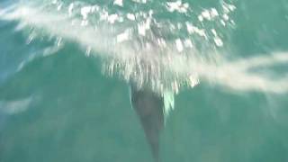 porpoises in the Puget Sound Washington state [upl. by Noryahs]