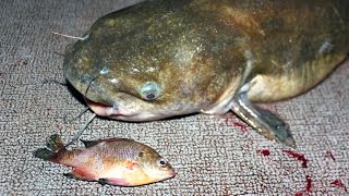 How to catch catfish with bluegill  fishing for catfish with bluegill [upl. by Alfonse]