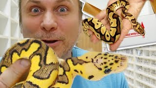 UNBOXING SOME RARE SNAKES  BRIAN BARCZYK [upl. by Yecies404]