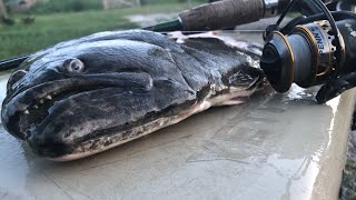 Catching Giant flounder in Pawleys island marsh [upl. by Coh334]