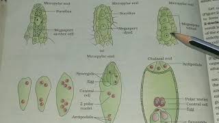 Megagametogenesis [upl. by Nohsal777]