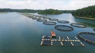 Aquaculture and the environment [upl. by Othelia]