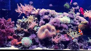 75 gallon Lazy reef [upl. by Wallis]