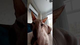 Peterbald Cat Comedy Watch our hilarious cats with funny long noses in adorable antics [upl. by Nasho]