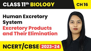 Human Excretory System  Excretory Products and Their Elimination  Class 11 Biology Ch 16  CBSE [upl. by Ecirtnahc647]