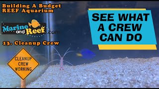 Part 13 Cleanup Crew Building A Budget Reef Aquarium [upl. by Malcolm]