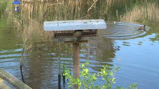 Squirrel amusing ducks at Big Pool Wood Nature Reserve Gronant Sir Y Fflint Cymru Flintshire Wales [upl. by Igic]