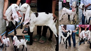 wasim bhai hyderabadi Goat quality Gulabi low price female milk 🥛 sale contact [upl. by Bucky]