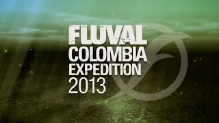 NEW FISH DISCOVERED Fluval Colombia Expedition [upl. by Adnilg516]