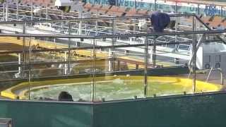 Interior del Costa Concordia HD [upl. by Lithea446]