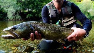 Marmorata Marble Trouts  Sight Fishing  Slovenia 2013 [upl. by Osei]