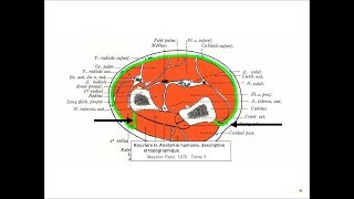 anatomie de lavant bras [upl. by Ecirtam]