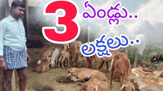 3 ఏండ్లు 3 లక్షలు3 lakhs profits in sheep farming in 3 yearsby golden mucchatlu [upl. by Booze]