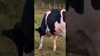 COWS 🐄 Herdsman168 animal whatsappstatus мультикидлядетей анимульт машаимедведь shorts [upl. by Marino]