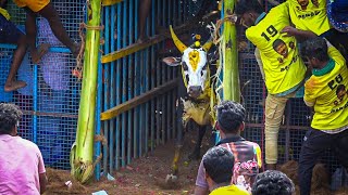 Athavathur Jallikattu 2024 Videos 03  அதவத்துர் ஜல்லிக்கட்டு 2024 Videos 03 [upl. by Ailuj]