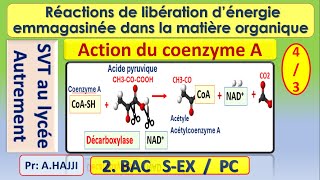 Acétylcoenzyme A Réactions métaboliques de libération de lénergie [upl. by Kerrie]