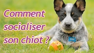 Comment socialiser son chiot [upl. by Sicard]