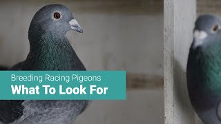 Racing Pigeon Breeding Tips Things to Consider When Choosing Stock Birds [upl. by Nosidda]