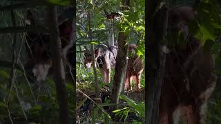 Perros 🐕 muy enojados ladrando cuidando una finca [upl. by Penn]