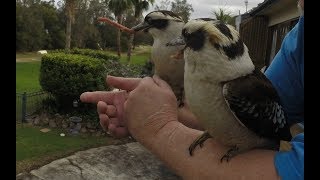 My Kookaburra Family [upl. by Therese]