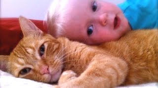 Cats Dogs And Adorable Babies Compilation NEW [upl. by Aerdnua]