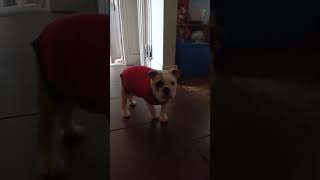 Puppy is a Habs fan funnyanimals puppy cute habs hockey fashion bulldog [upl. by Jojo178]