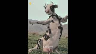 The Super Grass That Makes Animals Stronger facts shorts animals [upl. by Yoc]