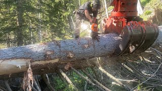 🌲DIESEL POWER amp MANPOWER 🌲 Chainsaw 500i amp Shovel Logging [upl. by Earised86]