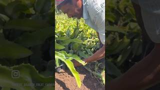 Plants to Dahanu 9604296447 dragonfruitfarmingfarmerdragonmarathiplantcvarietyshetkariagric [upl. by Adalard986]