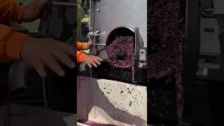 Digging out a red tank after fermentation  Napa Valley Wine Academy [upl. by Whale]