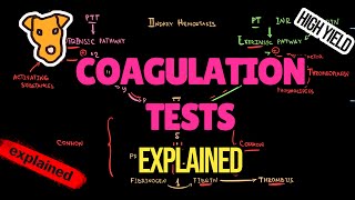 prothrombin time activated partial thromboplastin time correlation with coagulation pathway [upl. by Sokul622]