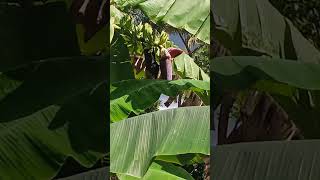 Bat eating Banana bollywood newsong music tseries india food explorethebeautyofnature [upl. by Dygall]