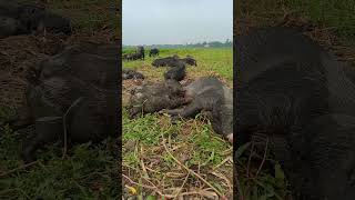 pigs pink floydanimal videoswild pigpigs animal farm farming amazing [upl. by Behah837]