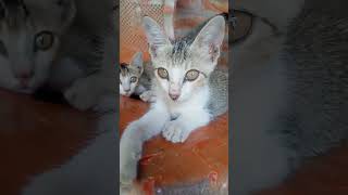 Singapura Cat breed [upl. by Gut705]