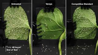 Versys® Insecticide – Adult Whitefly Time Lapse [upl. by Eibo]