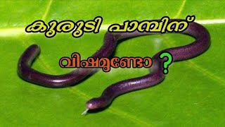 Brahminy Blind Snake  കുരുടി പാമ്പ് [upl. by Aniwde786]