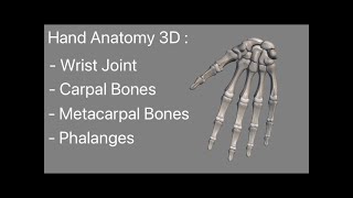 Hand Bones Anatomy 3D animated model Carpal Bones Metacarpal Bones and Phalanges Wrist Joint [upl. by Hniv40]