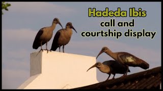 Hadeda Ibis call and courtship display [upl. by Aicilaf623]