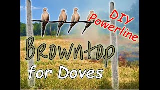 Browntop Millet and Fake Powerline for Doves  YOUR Questions Answered [upl. by Blessington]