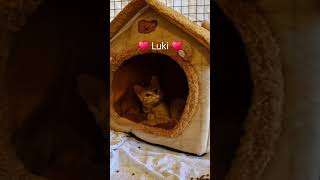 Schmusi 😻 Luki 😻 geht es sehr gut ❤️ [upl. by Isidro]