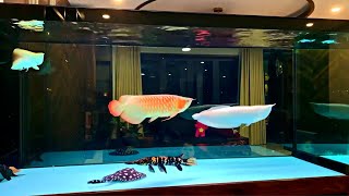 Super Clean Freshwater Arowana Tank  Amazing Monster Fish and Arowana [upl. by Janetta]