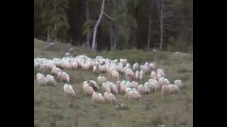 preparation a la transhumance au betsula a LARRAU [upl. by O'Connell]