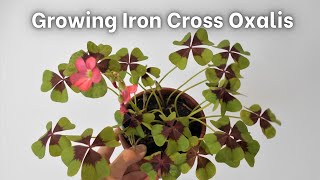 How to grow Iron Cross Oxalis Oxalis tetraphylla  deppei [upl. by Nytsirk]