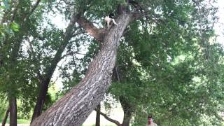 Treeing Walker Coonhound mix climbing tree Elvis [upl. by Sweatt]