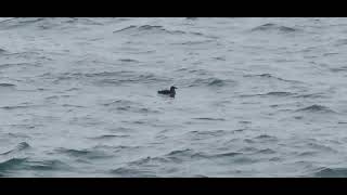 Rhinoceros Auklet in Haro Strait [upl. by Aerda]