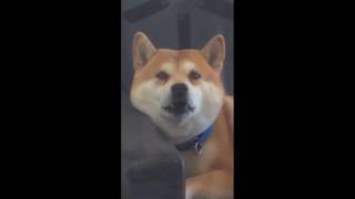 EVERY SOUND A SHIBA INU MAKES IN UNDER 2 MINUTES 柴犬の音  😂😂 [upl. by Edouard482]