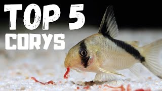 Top 5 Cory Catfish for Beginners [upl. by Lana948]