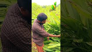 കരിമഞ്ഞൾ Curcuma caesia  SK Shinu [upl. by Gaynor]