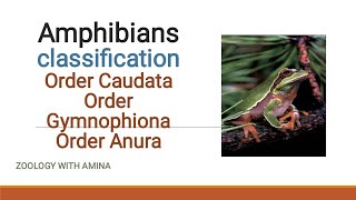 Amphibians and their classification  Zoology with Amina [upl. by Let]