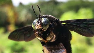 Tropical carpenter bees Xylocopa latipes [upl. by Hsetirp]